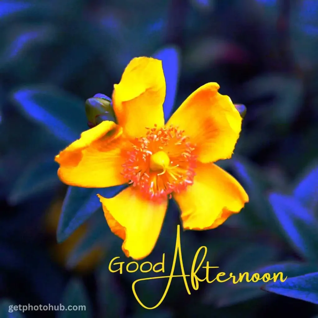 New Good Afternoon Image