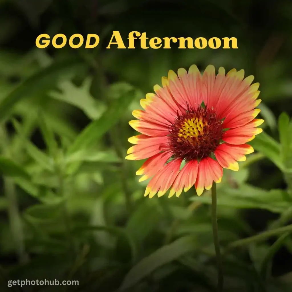 New Good Afternoon Image