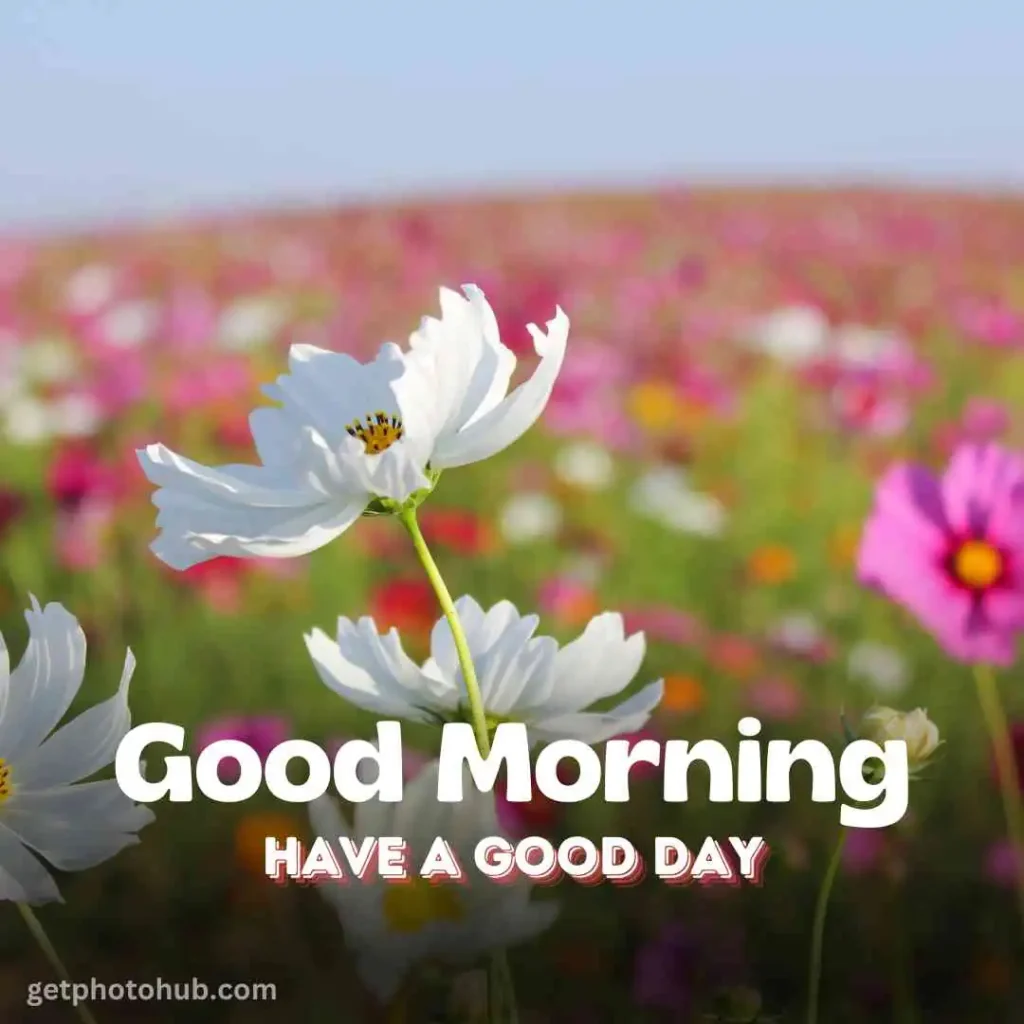 Beautiful Good Morning Flower Image