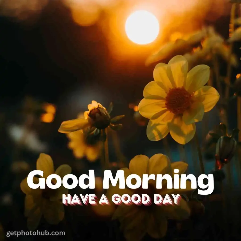 Good Morning Flower Images HD