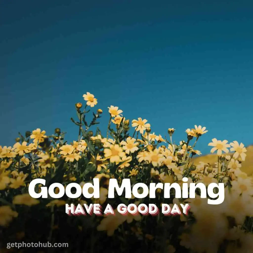 Good Morning Flower Images HD