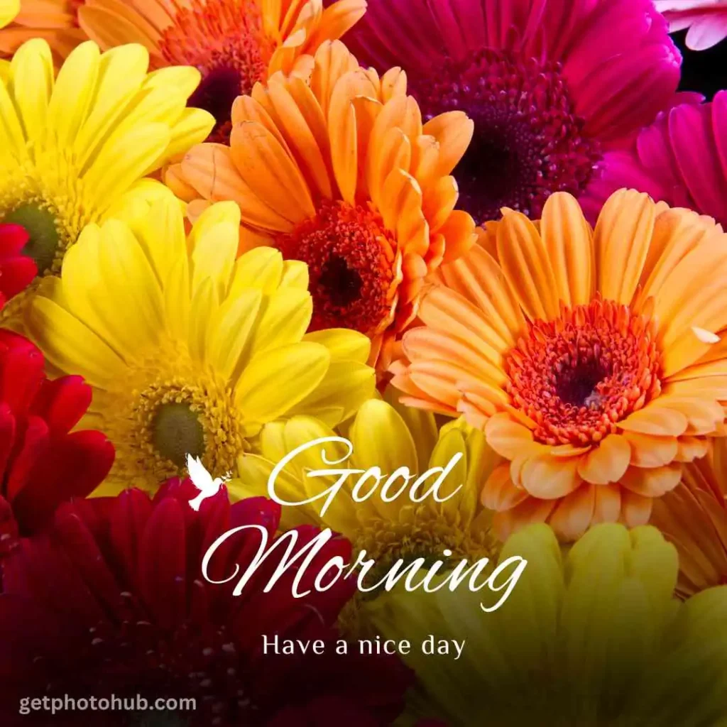 Good Morning Flower Images HD