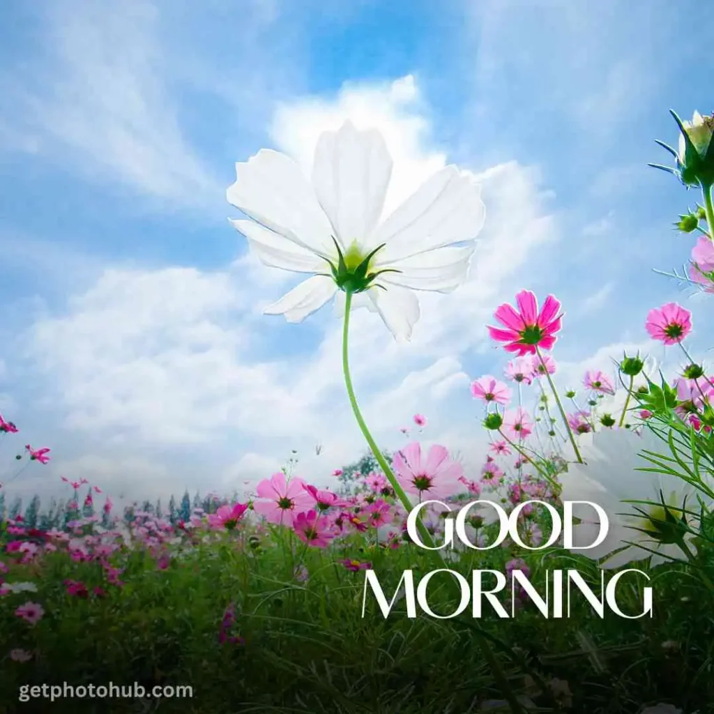 Good Morning Flower Images HD