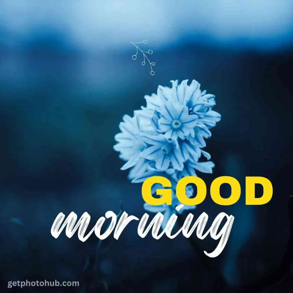 Images of Good Morning Flowers