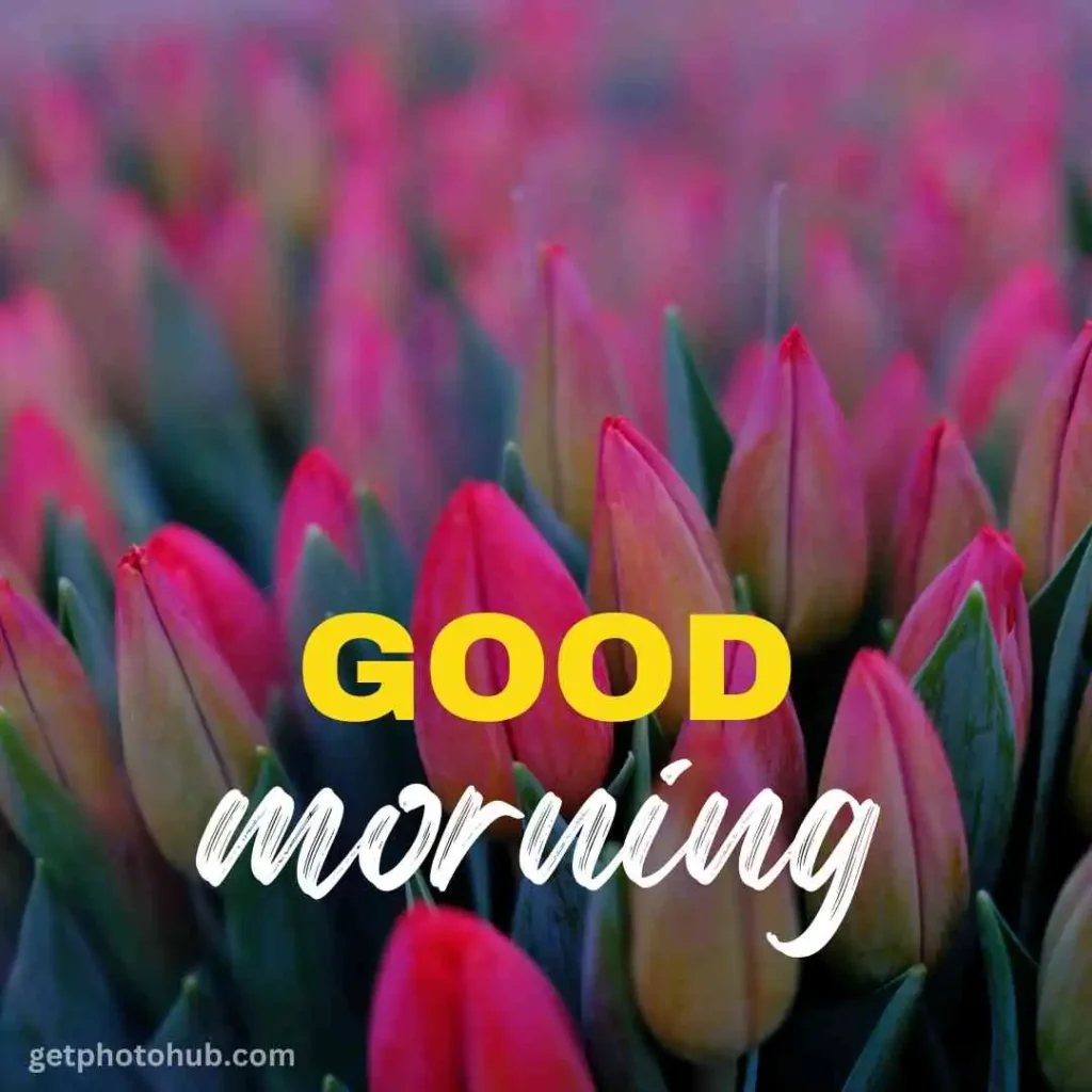 Images of Good Morning Flowers