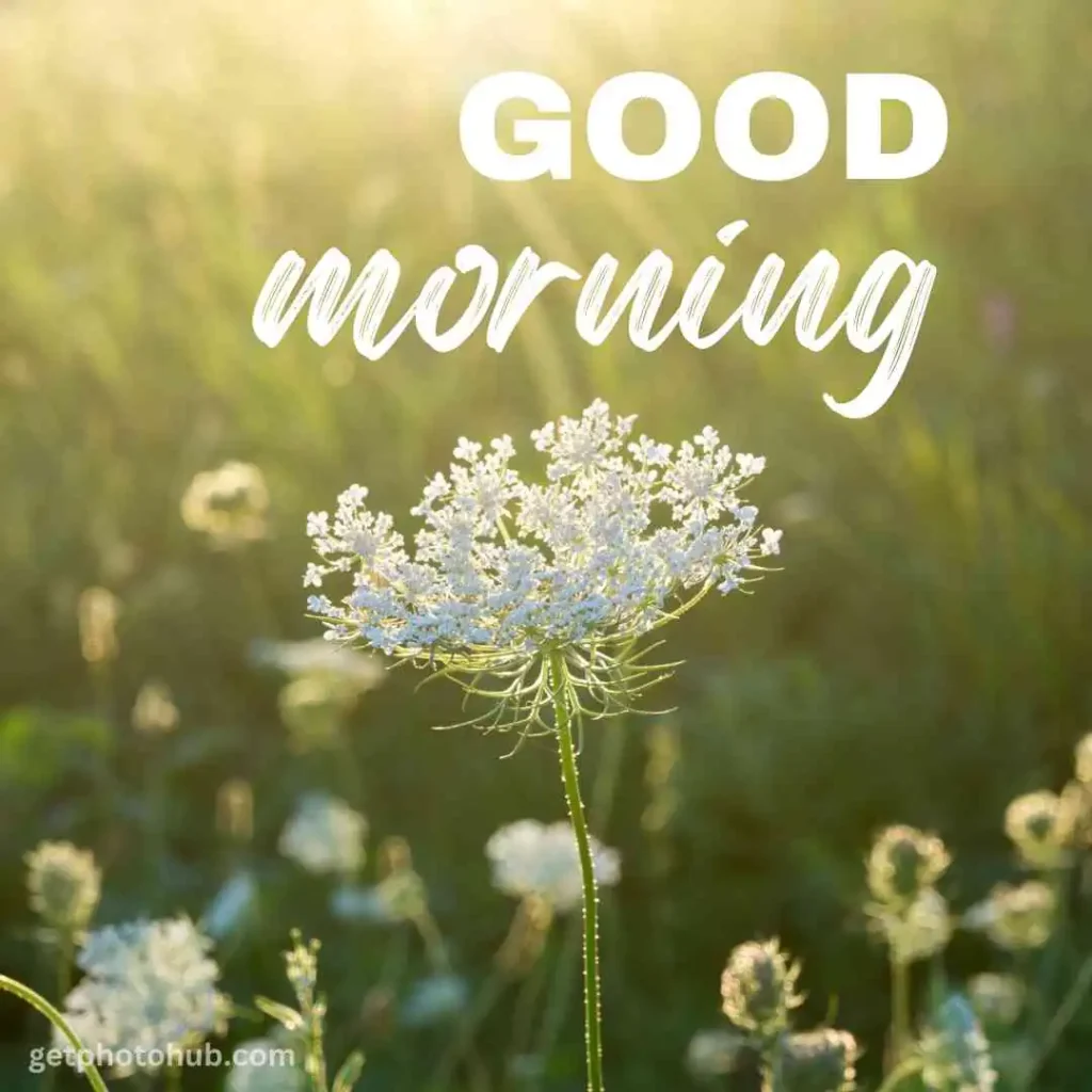 Images of Good Morning Flowers