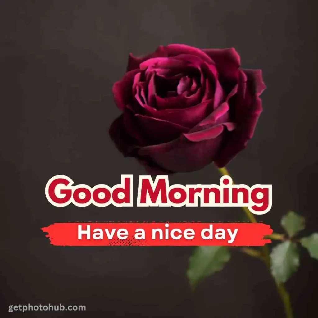 Images of Good Morning Flowers