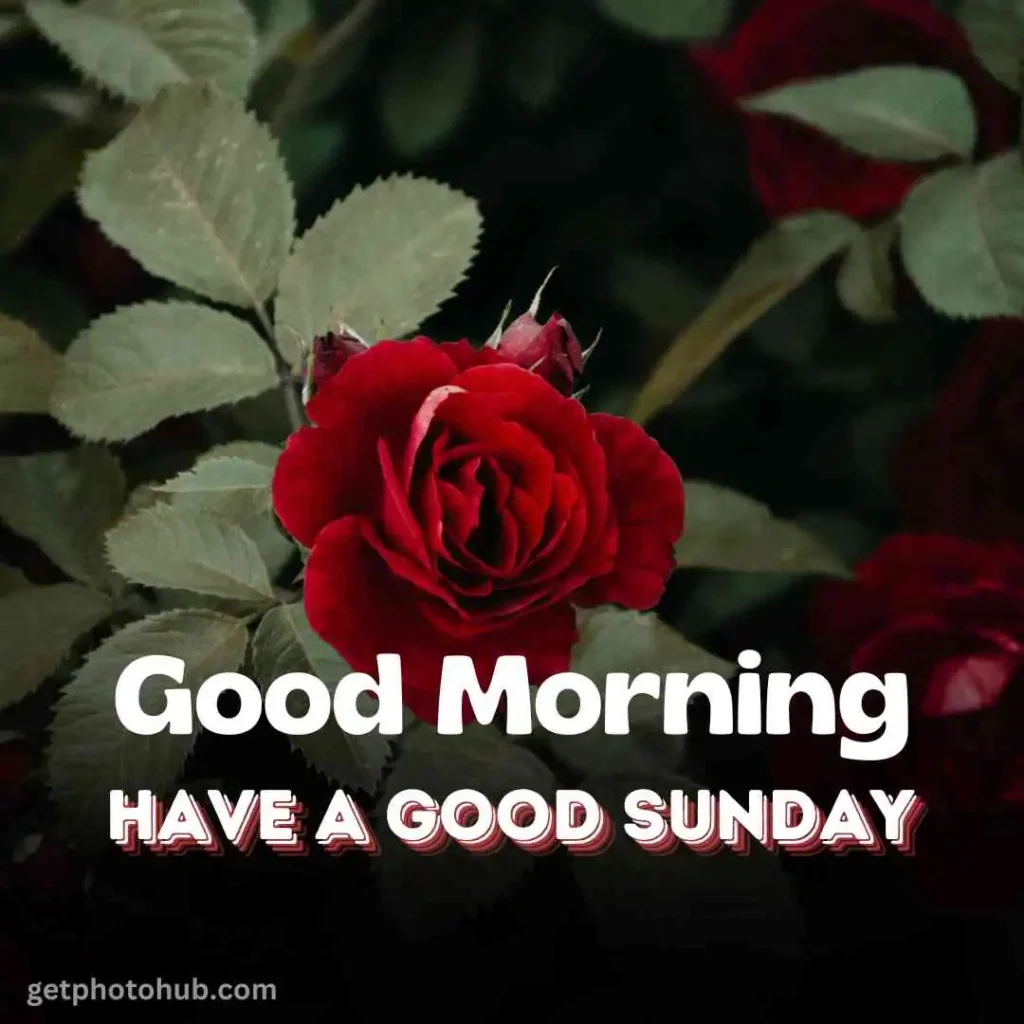 Morning Happy Sunday Image