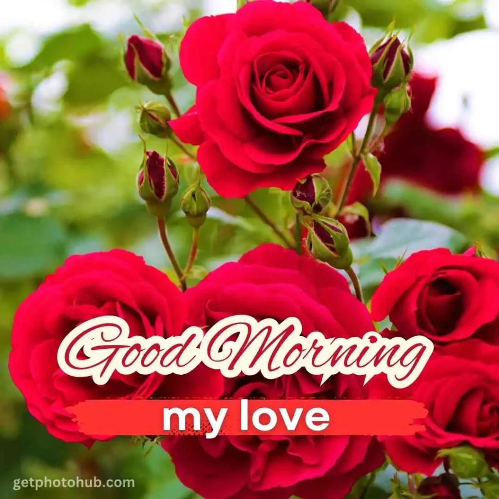 Good Morning Love Photo