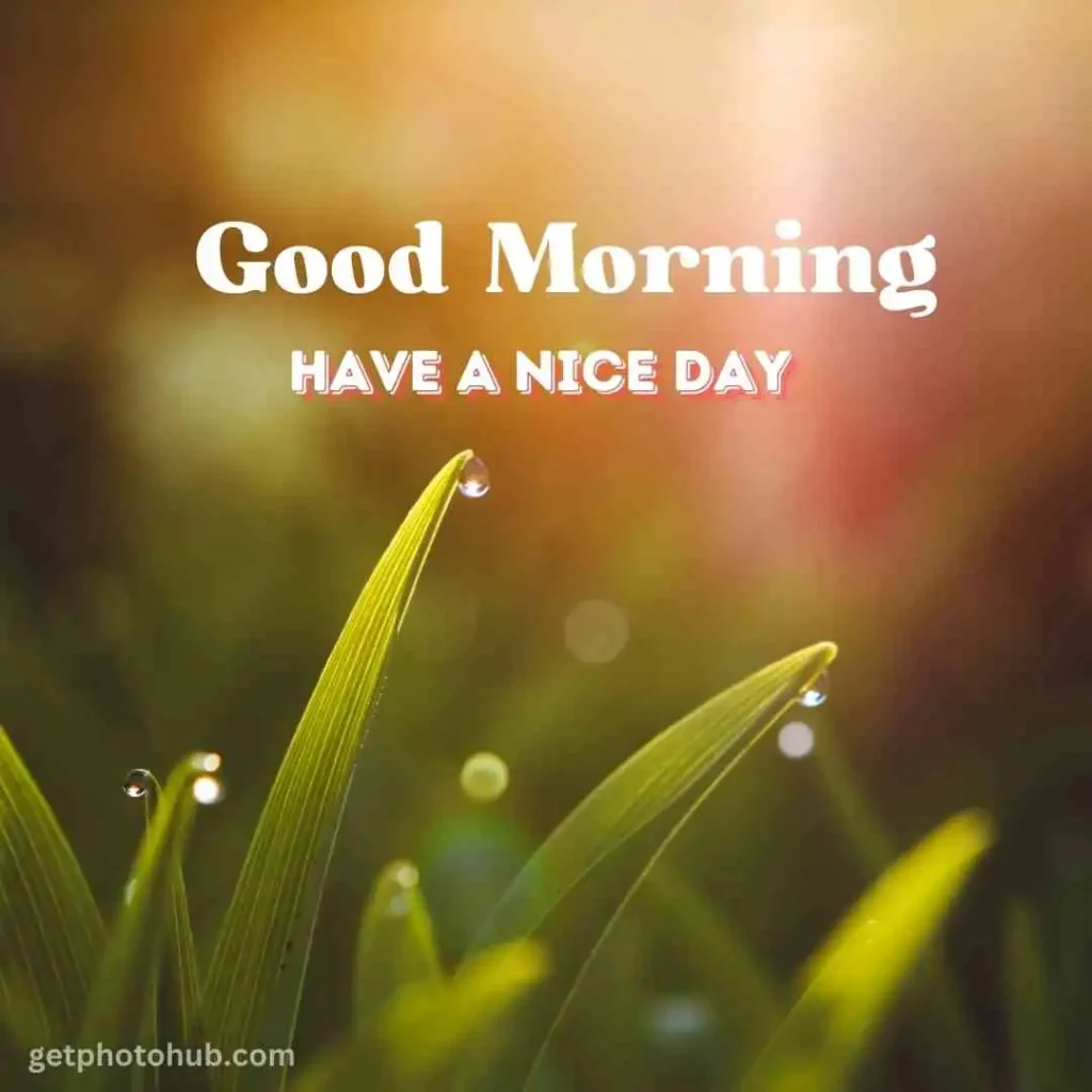 New Good Morning Nature Image