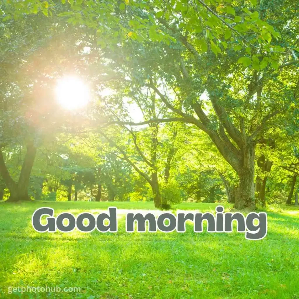 New Good Morning Nature Image