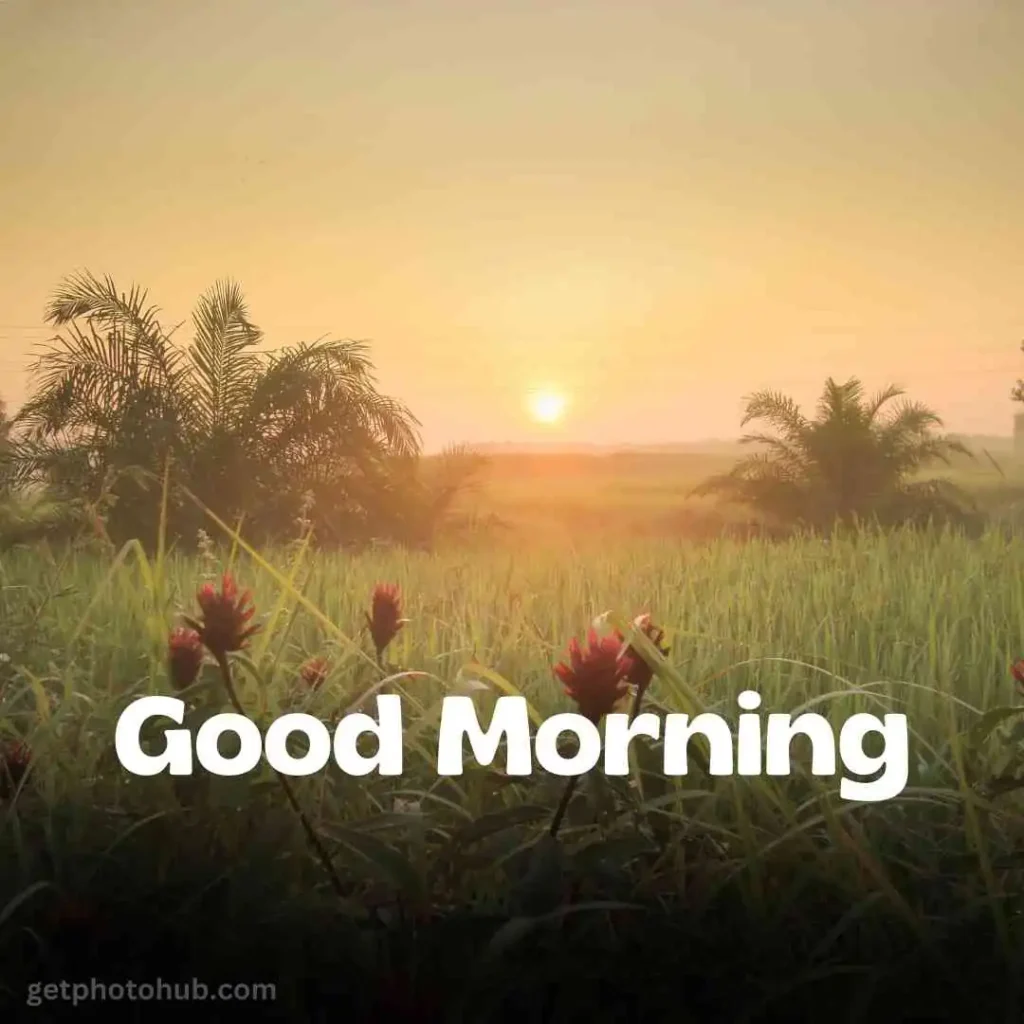 New Good Morning Nature Image