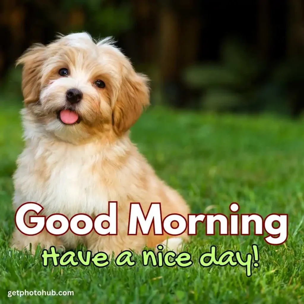 Puppy Saying Good Morning