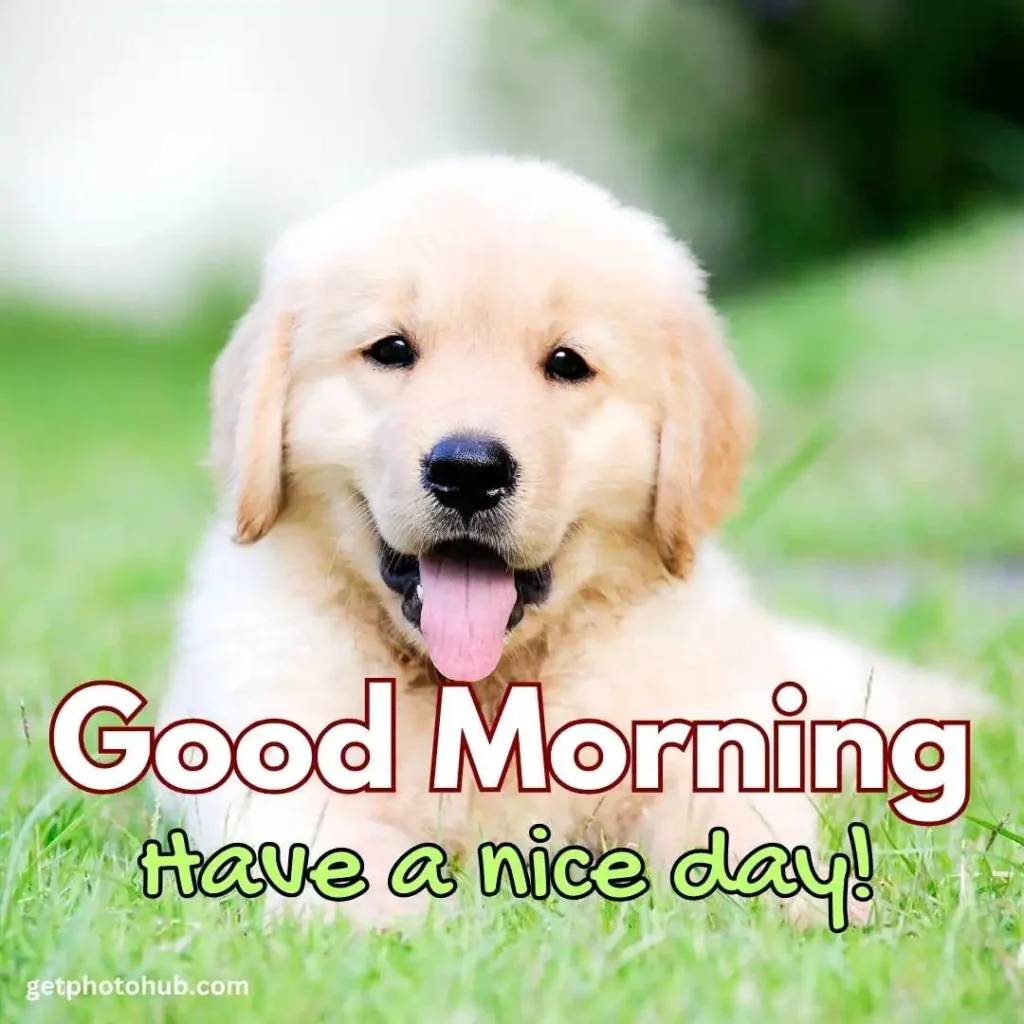 Puppy Saying Good Morning