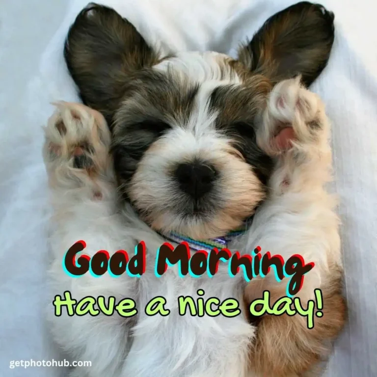 Good Morning Cute Puppy Images, Pictures & Photos