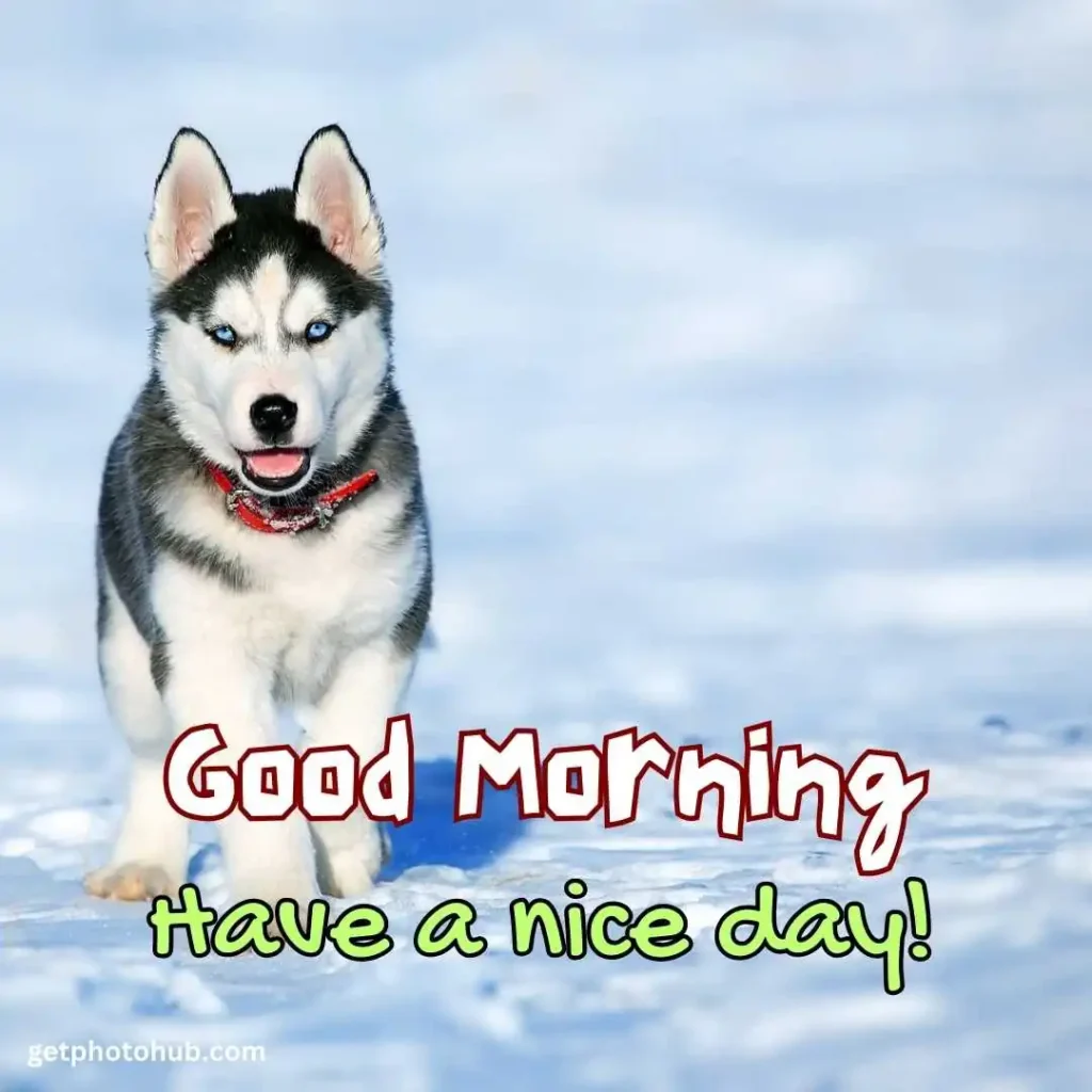 Puppy Saying Good Morning