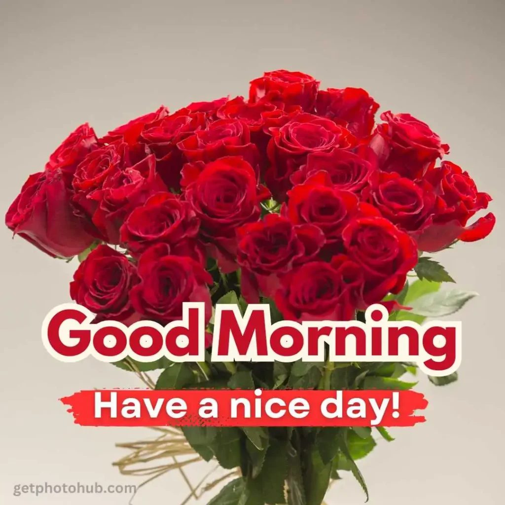 Good Morning Rose Image