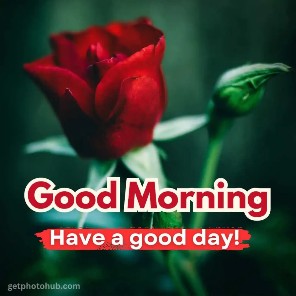 Good Morning Rose Image