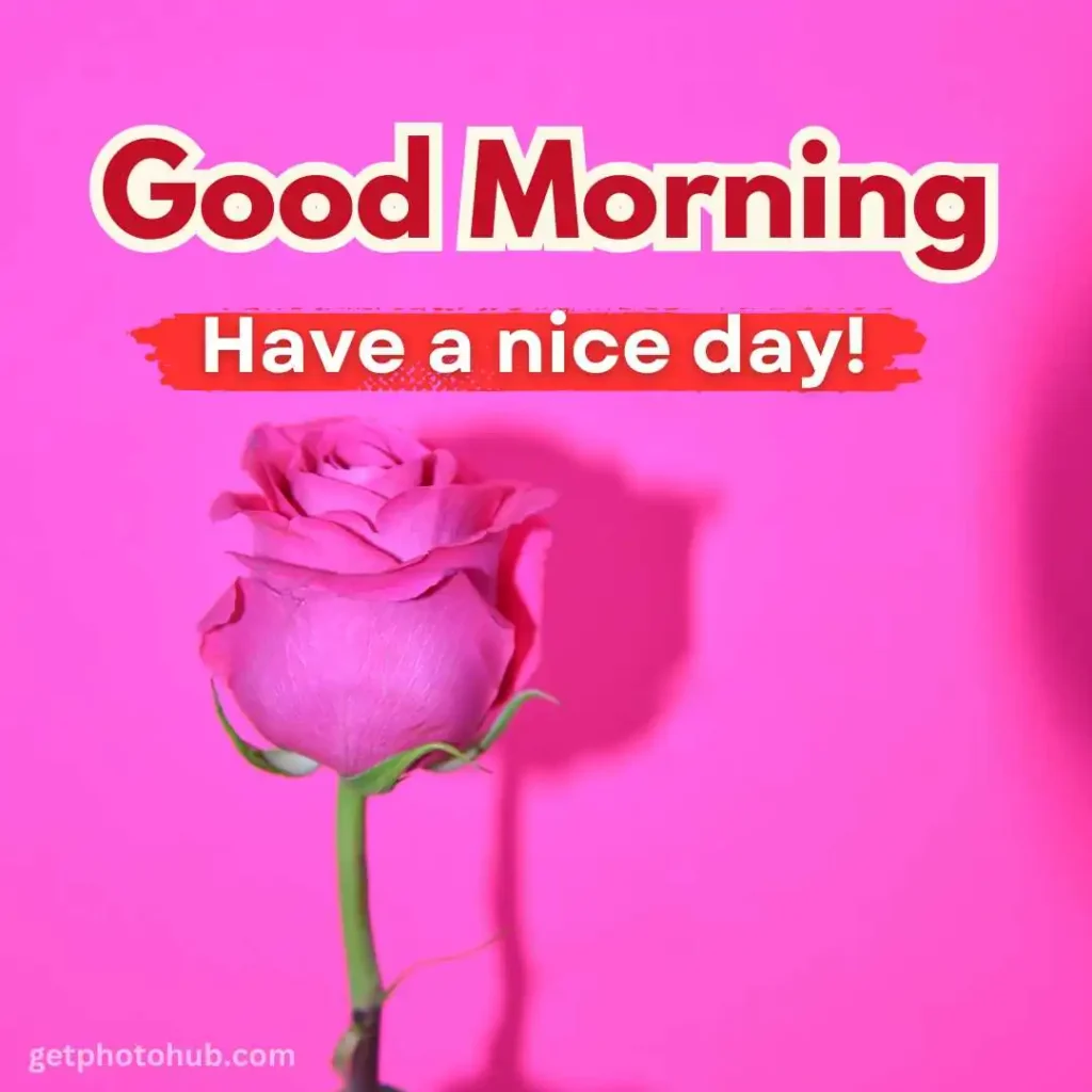 Good Morning Rose Image