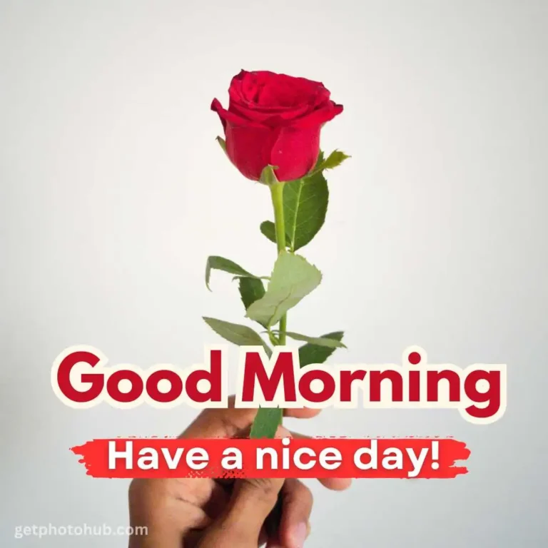 Good Morning Rose Images: HD Rose Flower Photos in Morning