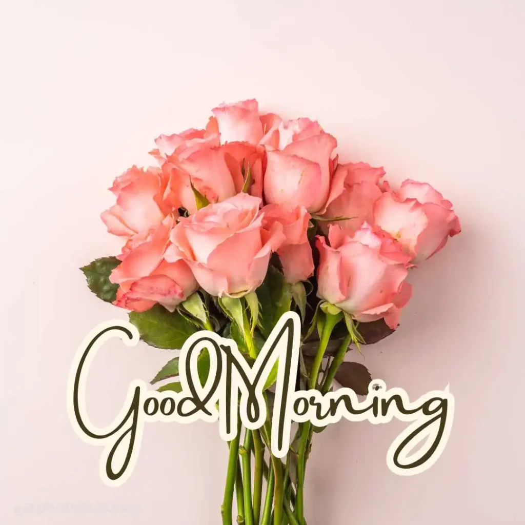 Good Morning Rose