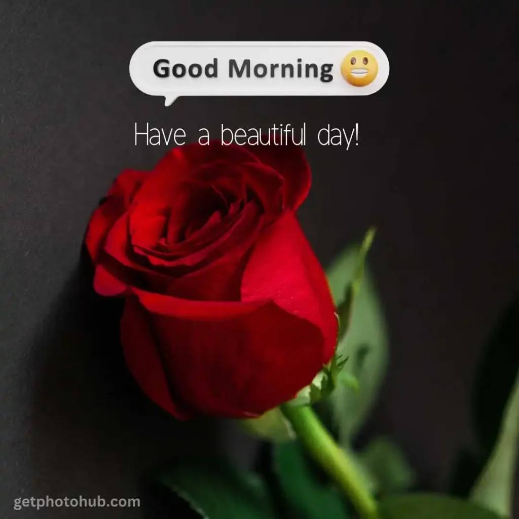 Good Morning Rose